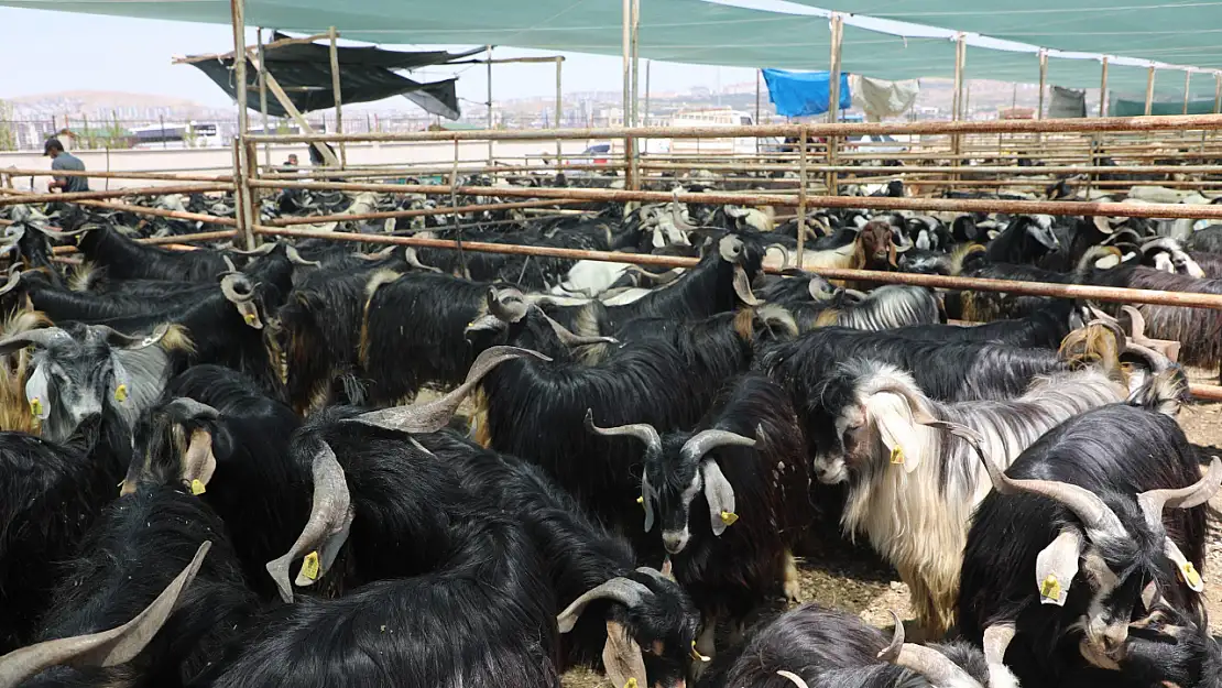Elazığ Belediyesi, kurban satış ve kesim alanını açıkladı
