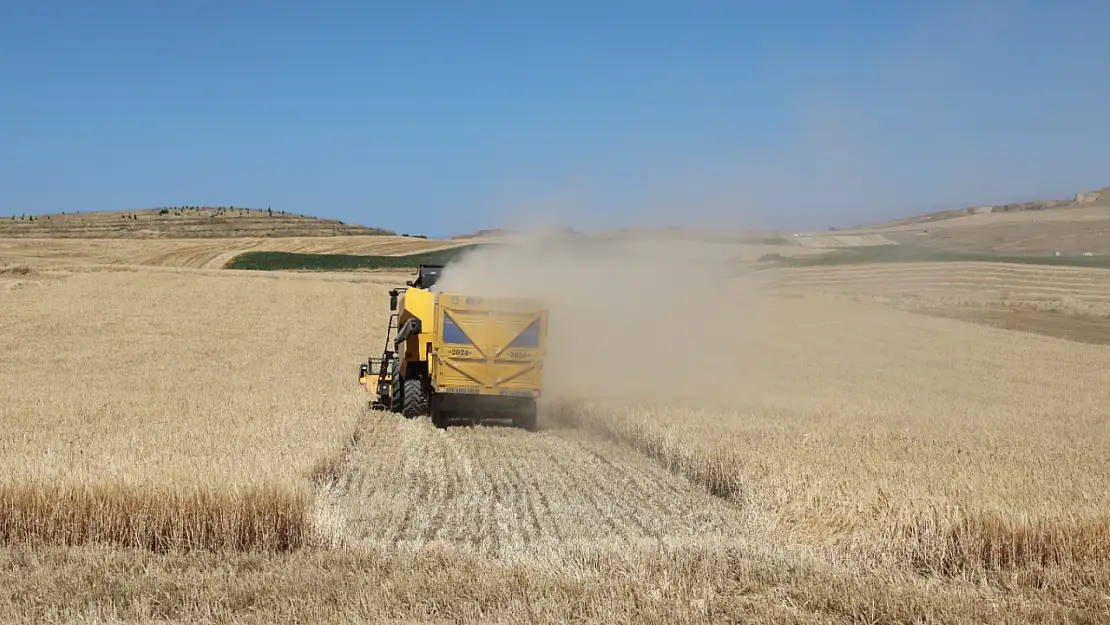 Elazığ’da hububat hasadı başladı