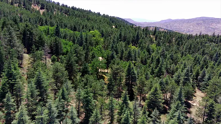 Elazığ’da ormanlara giriş yasaklandı