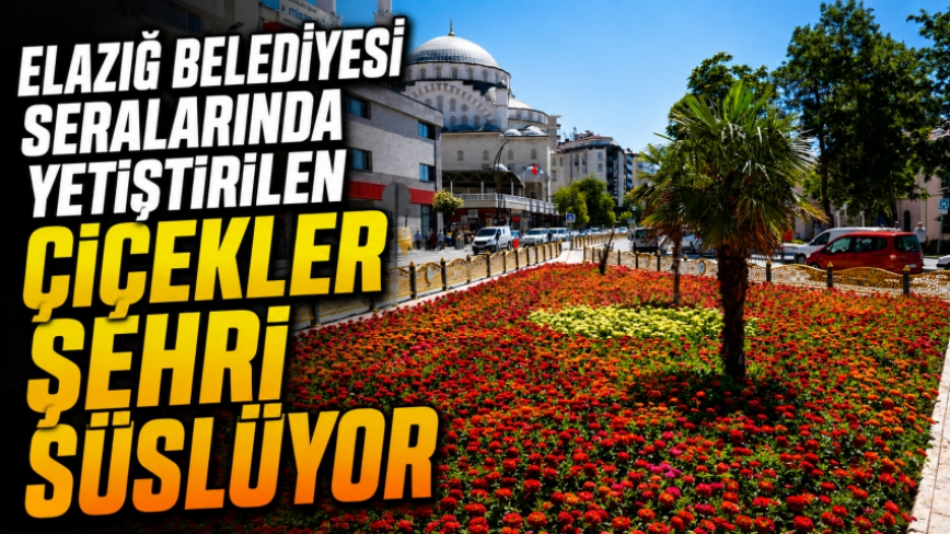 Elazığ Belediyesi Seralarında Yetiştirilen Çiçekler Şehri Süslüyor